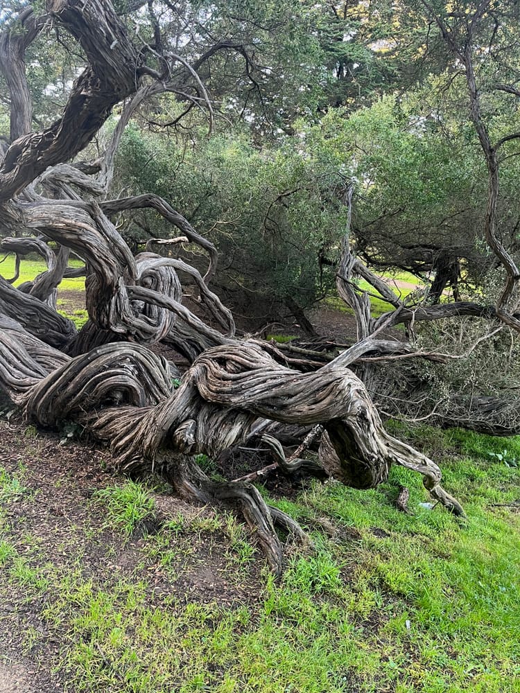 San Francisco Dark (1-3)