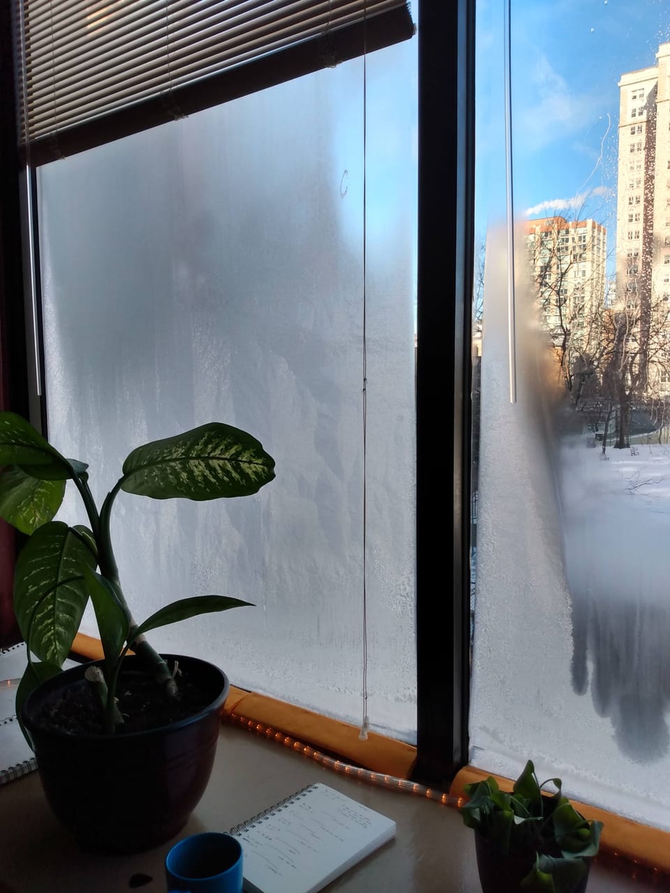photo: frosted window, North Side Chicago, diffenbachia, pothos, notebook, rope light